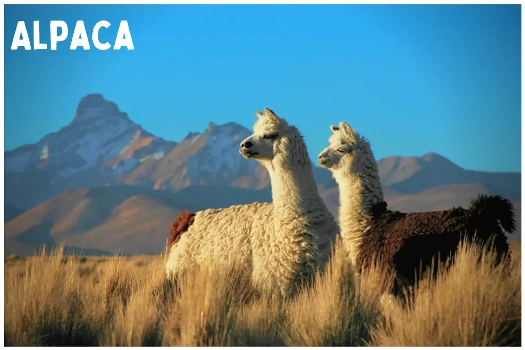 Alpaca Origin