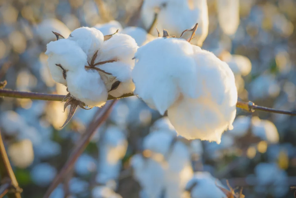 What is Cotton?