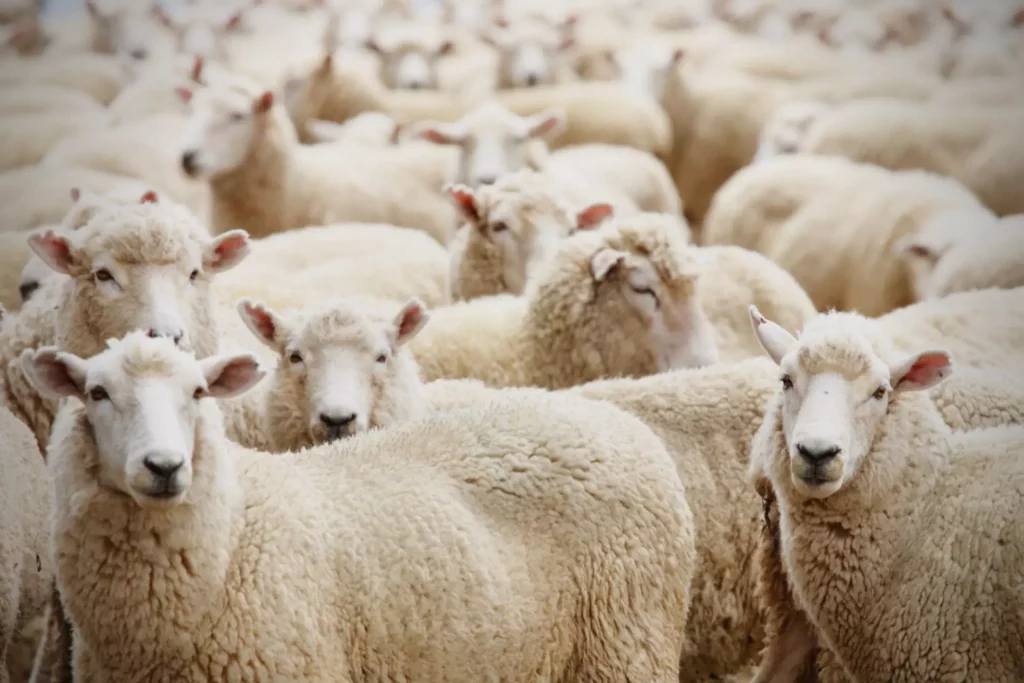 Lambswool Vs. Merino Wool: What's the Actual Difference?