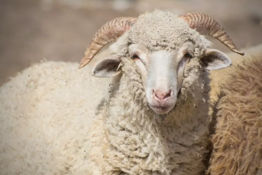 Lambswool Vs. Merino Wool: What's the Actual Difference?