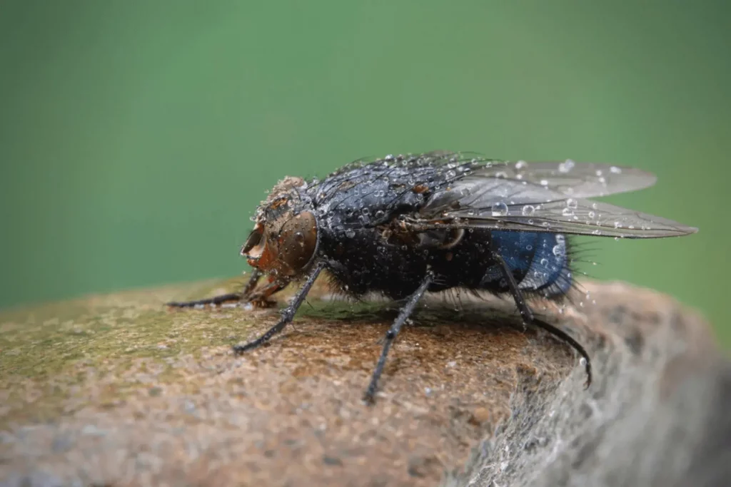 Mulesing against the flystrike disease