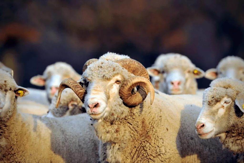 What is Merino Wool