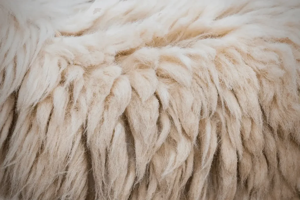 Ethical concerns of Merino wool
