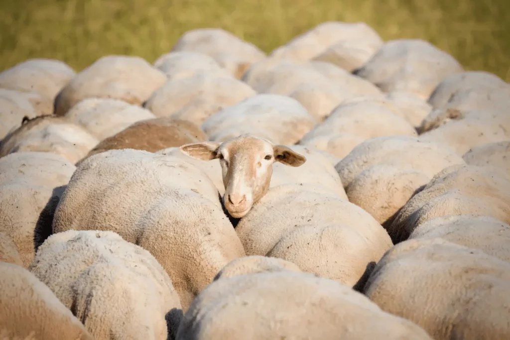 Should sheep be shorn