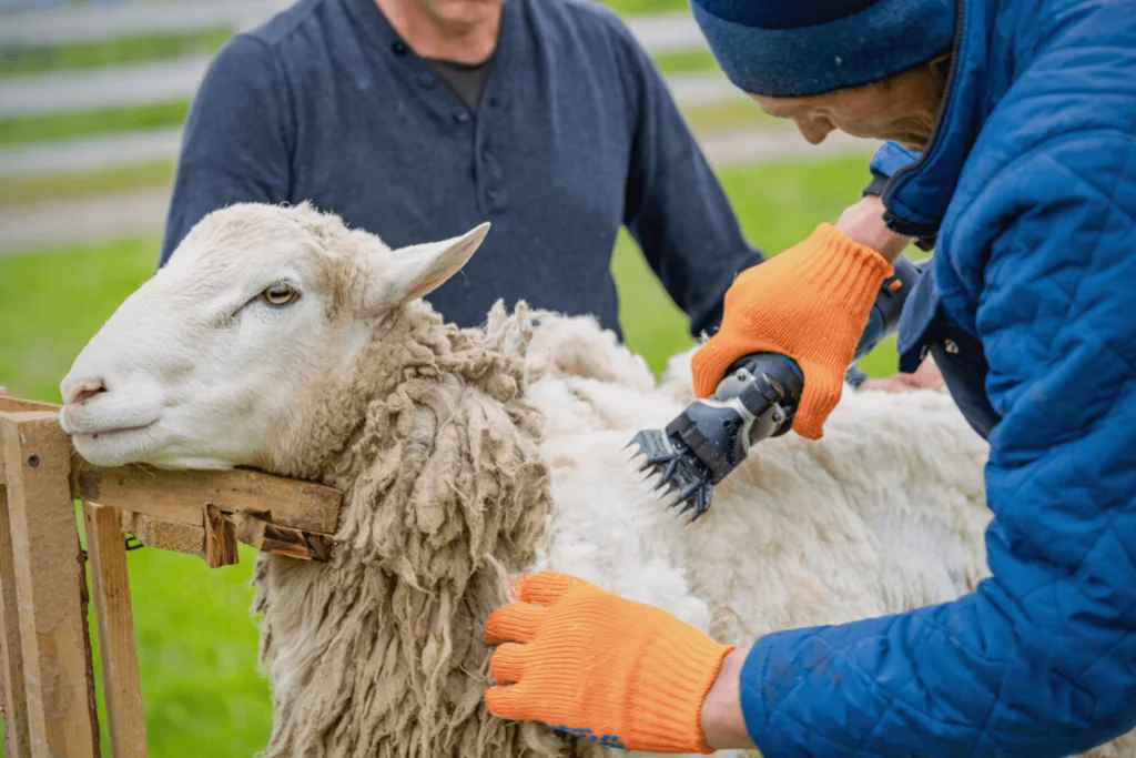 Merino Wool's being shaved by it owner