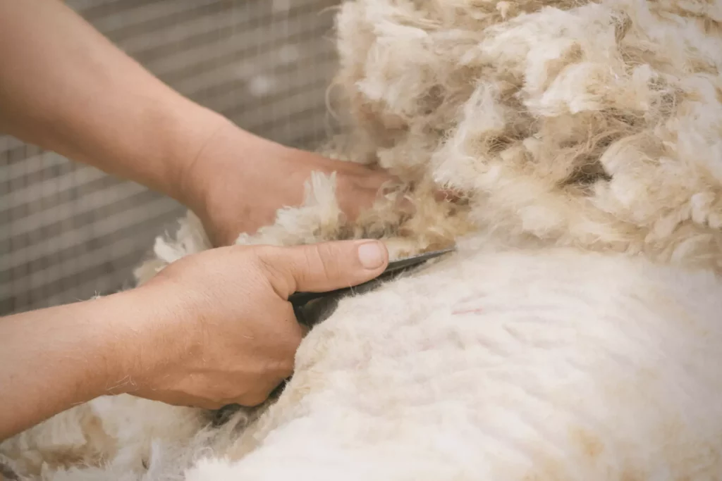 Merino Sheep’s Wool