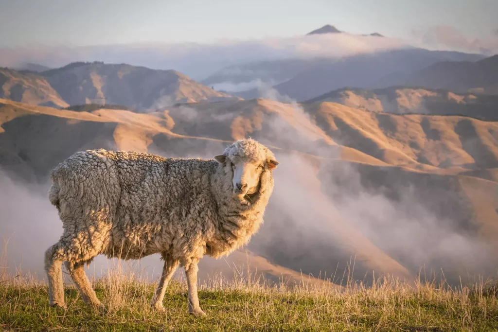 Merino Sheep