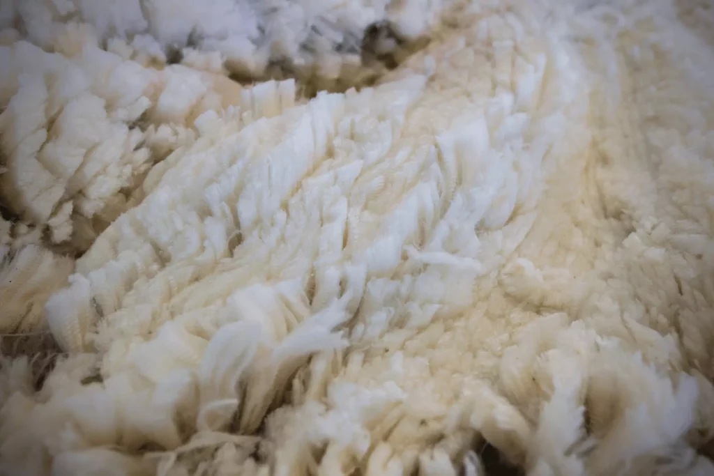 Merino Wool