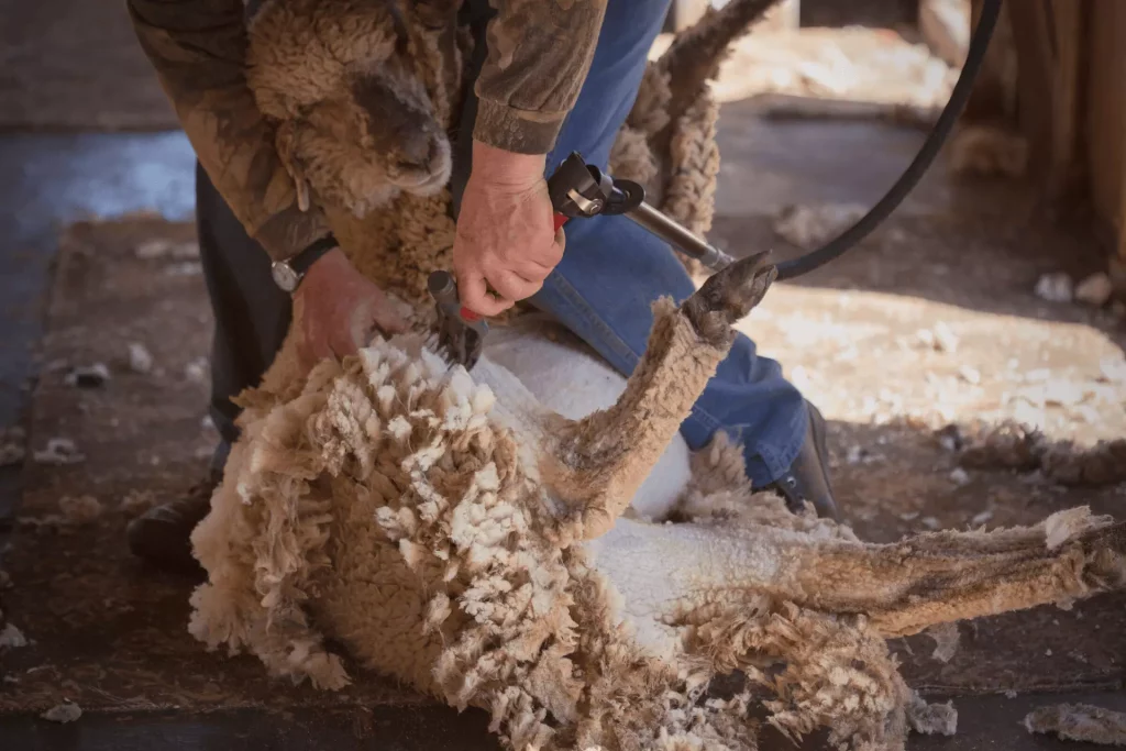 Shearing