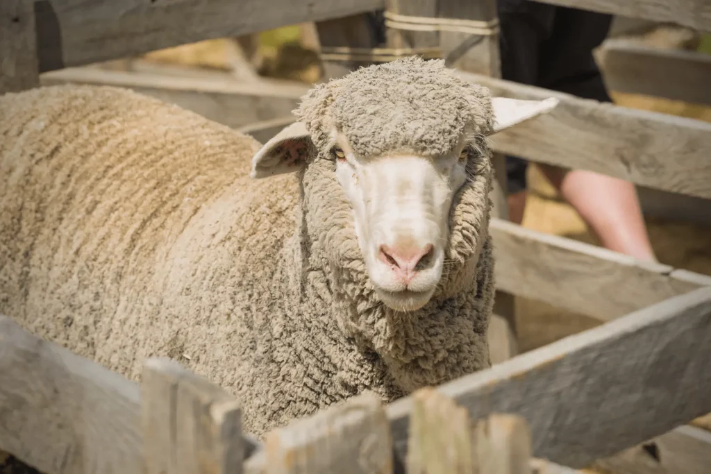 Merino Sheep