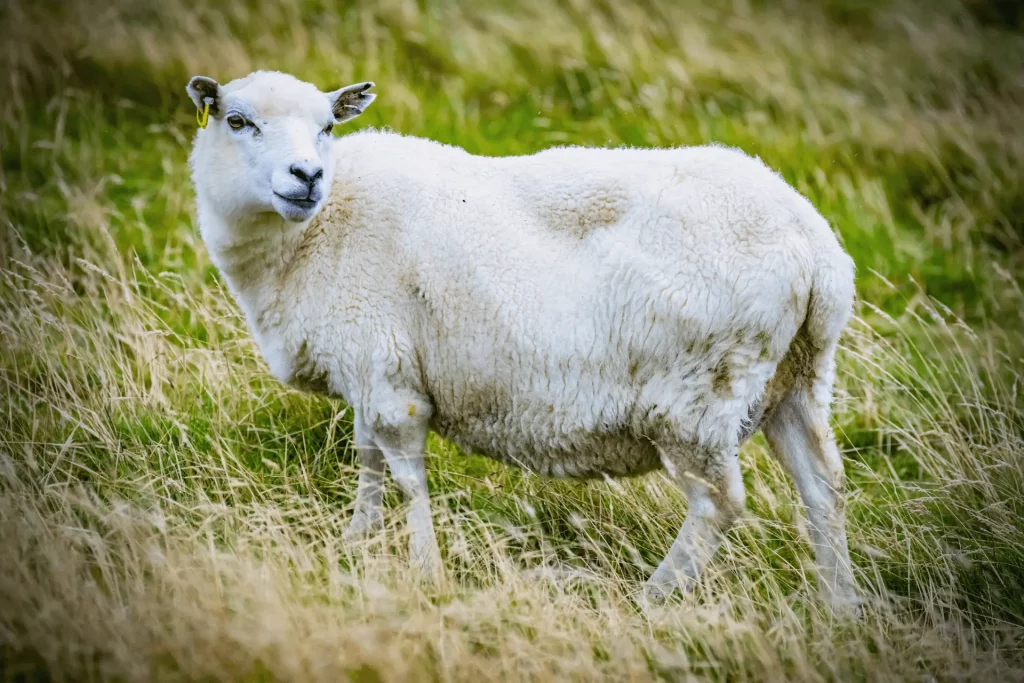 Shetland Sheep