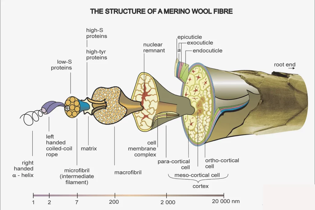 The Science Behind Merino Wool Cotton Cashmere And Wool