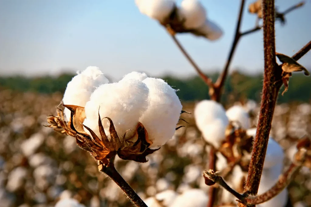 Cotton