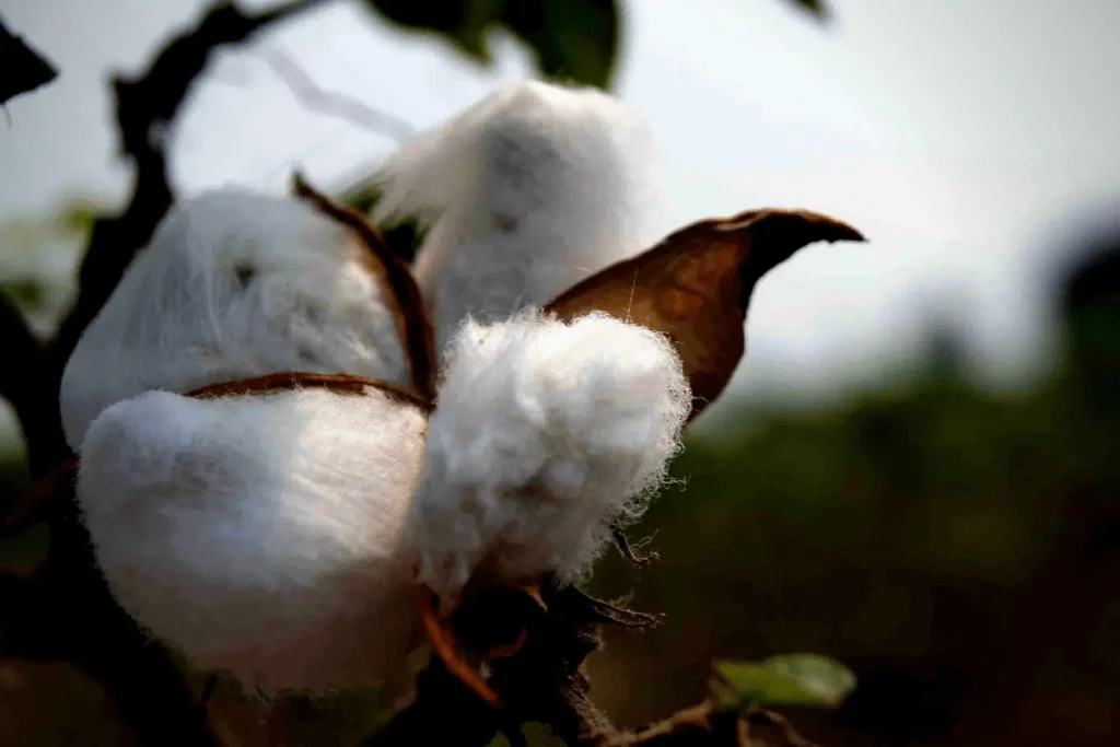 Genetically Modified Cotton