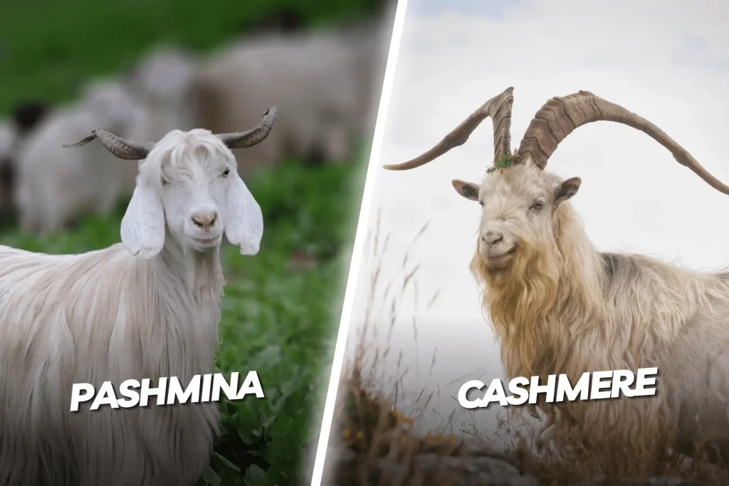 Pashmina Vs. Cashmere