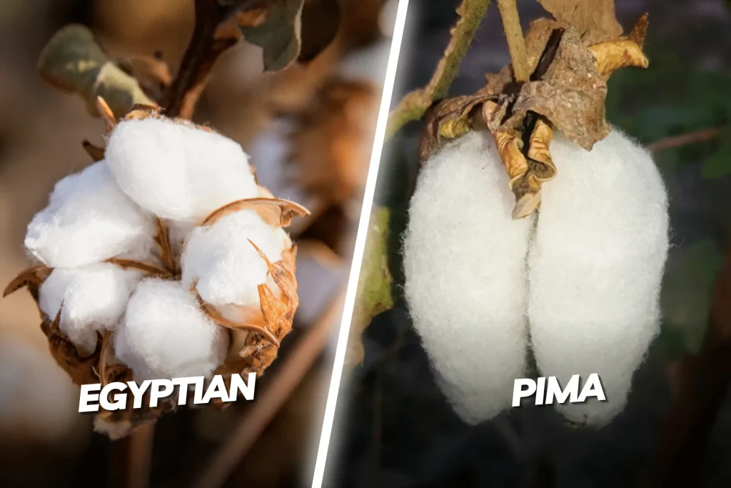 Egyptian Cotton Vs. Pima Cotton