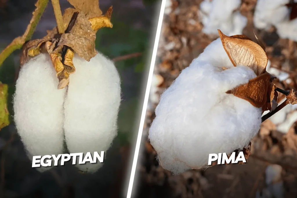 Egyptian Cotton vs. Pima Cotton