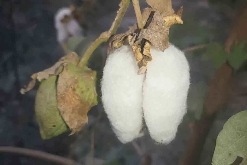 Egyptian Pima Cotton