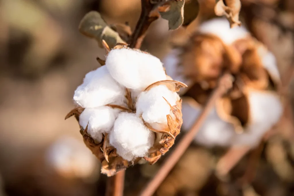 Pima Cotton