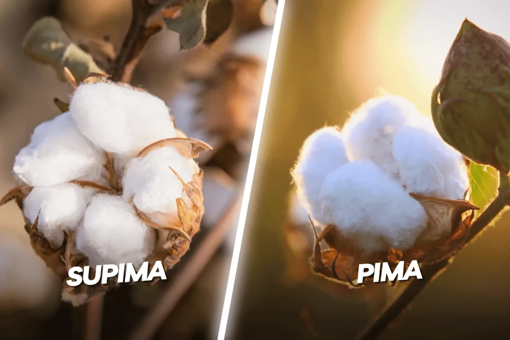 Supima Cotton Vs. Pima Cotton