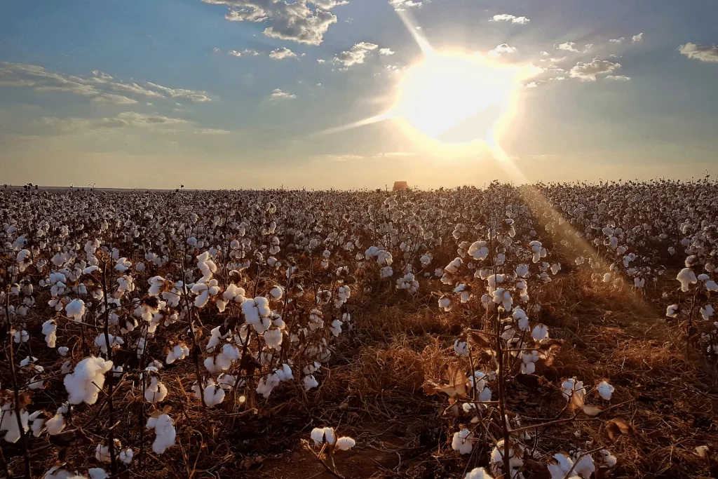 Where is Pima Cotton Grown