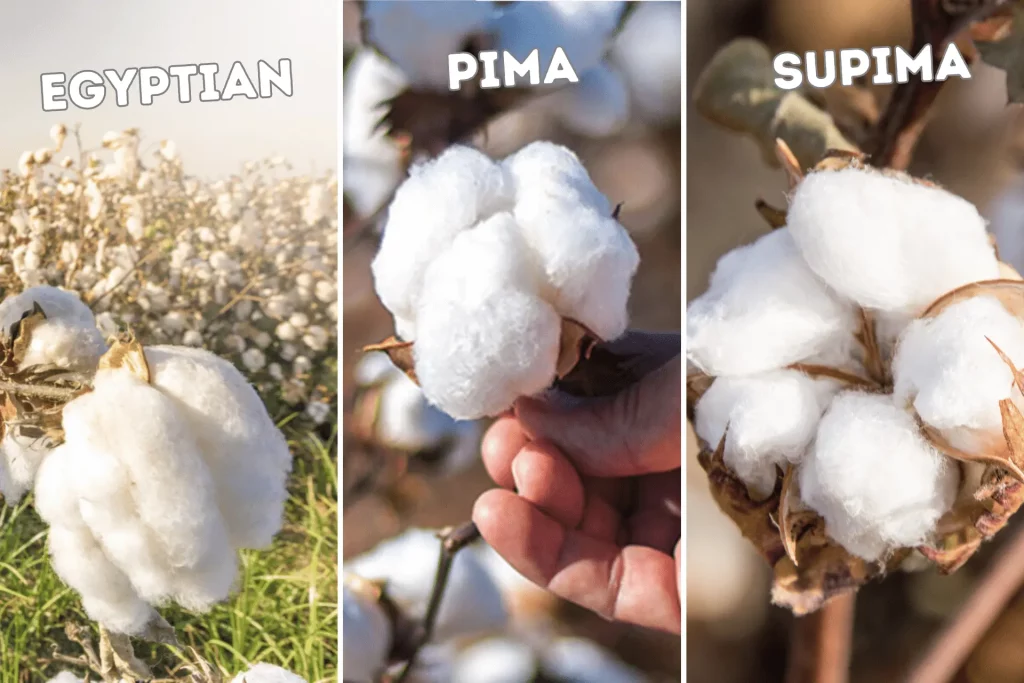 Types of Cotton