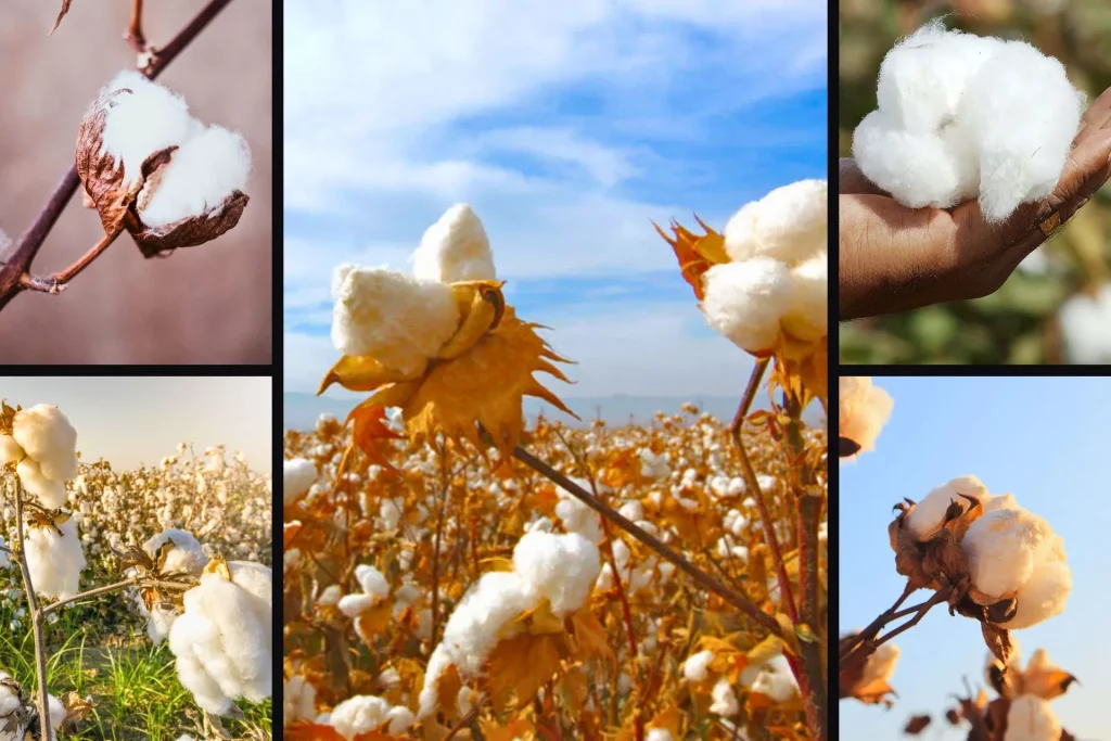 Types of Cotton