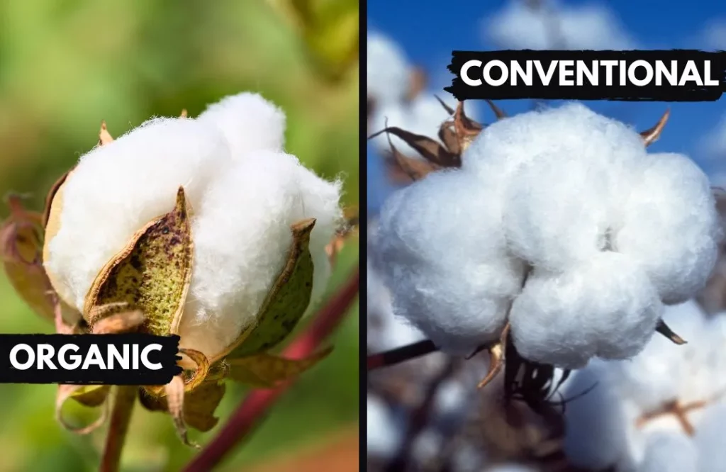 Organic Cotton vs. Conventional Cotton